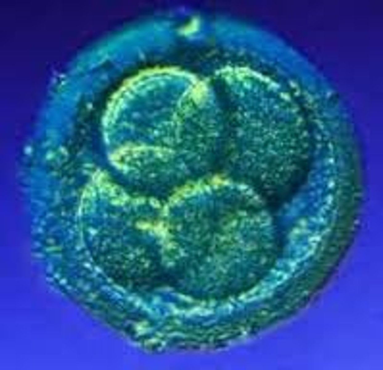 <p>the fertilized egg; it enters a 2-week period of rapid cell division and develops into an embryo.</p>