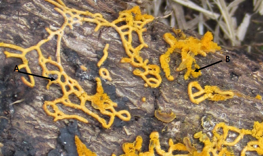 <p>Hemitrichia sp., esporocarpo tipo plamodiocarpo. A. Peridio. B.Capilicio.</p>
