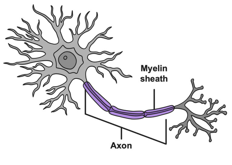 Axon with a Myelin Sheath