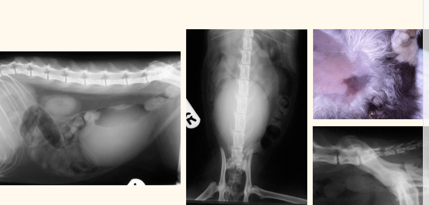 <p>bladder rupture rx</p><ul><li><p>how long?</p></li></ul><p></p>
