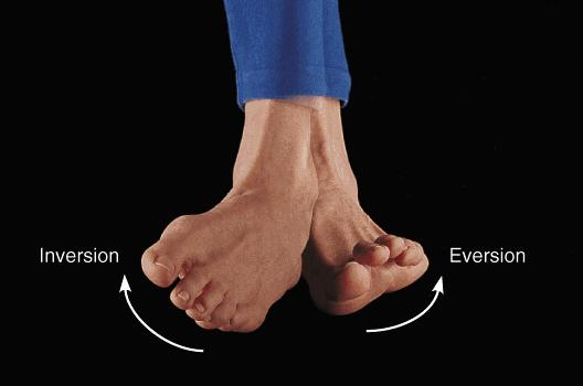 <p>foot turns laterally</p>
