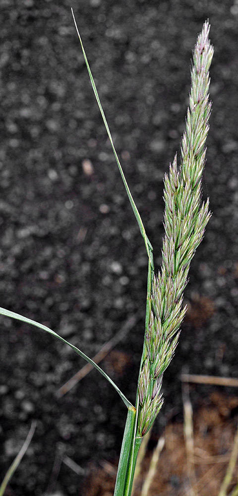 <p>What is this plant’s scientific name?</p>