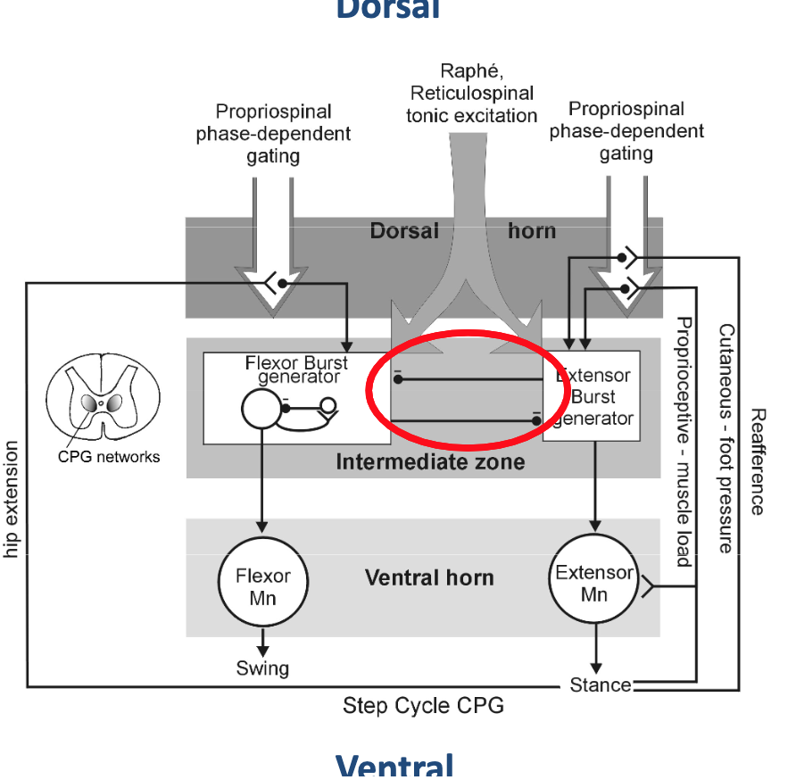 <p>Explain how both the extensor burst generator and the flexor burst generator are mutually inhibitory.</p>