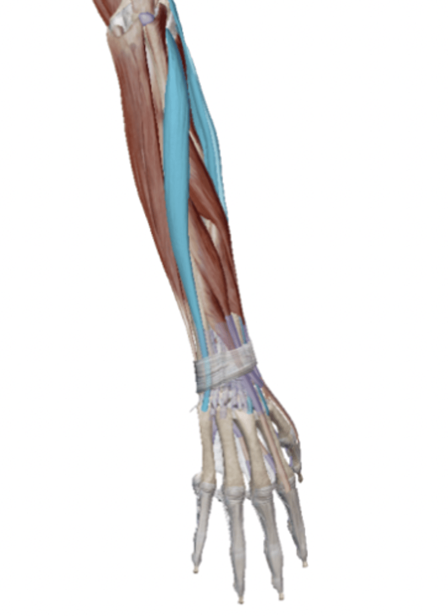 <p>Name the muscle</p>