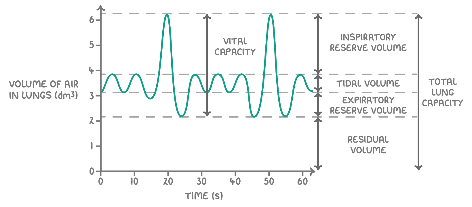 <p>B3.1.6 Lung volume</p>