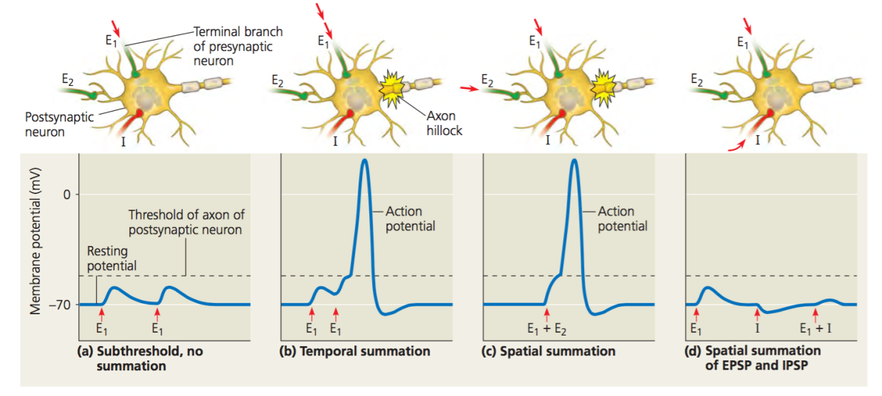 <p>The graph shows the action potentials recorded at the target neuron (the cell body shown). E1 and E2 are axons/axon terminals of incoming excitatory presynaptic neurons, while I is an inhibitory presynaptic neurons. As an example: In 1, the action potential comes only from E1… E2 and I are not firing (no red arrows)</p><p></p><p>Explain what happened (and why) to the electric potential in the target neuron for all four cases. Do not describe the events within the synapse, deal only with the overall effect on the post synaptic target cell (6 marks)</p><p></p><p>(picture wont have labels on the test…)</p>