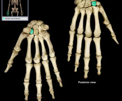 <p>Wrist movement and stability</p>