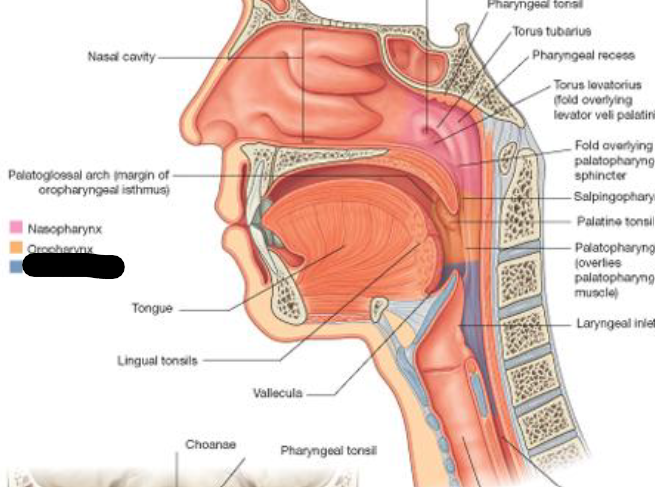 <p>What is this compartment of the Pharynx</p>