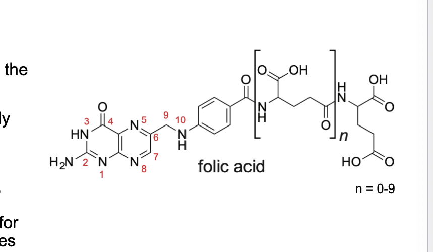 <p>polyglutamated</p><ul><li><p>variable chain length polyglutamate tail serves to <u>localize the molecule within cell</u></p></li><li><p><strong>monoglutamates</strong> = actively transported across the cell membrane</p></li><li><p>for retention within the cell, folates are <strong>polyglutamates</strong> which<strong> redcues</strong> their affinity for the transporter and <strong>enhances</strong> their affinity for folate enzymes</p></li></ul><p></p>