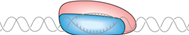 <p>The phase of initiation of transcription where DNA is opened up over a distance of about fourteen base pairs and the first ten bases of the RNA strand are synthesized. This short transcript of RNA is typically released and initiation begins again.</p><p>This phase is also known as the initial transcribing complex.</p>
