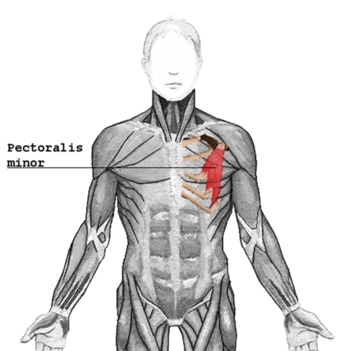 <p>- originate anterior superior margin fo ribs 2-5</p><p>- insert coracoid process of scapula</p><p>- protraction, rotate, elevate ribs</p>
