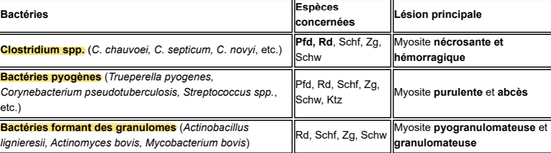 <ul><li><p><strong>Rauschbrand (Charbon)</strong></p><ul><li><p>Clostridium chauvoei (+/anaérobie), Spores, Rd, Mort subite/fièvre </p></li></ul></li><li><p><strong>Œdème malin (Paracharbon)</strong></p><ul><li><p>C. septicum (aussi d’autres), Spores, Rente, Œdème/nécrose/hémorragie</p></li></ul></li><li><p><strong>Langue de bois </strong></p><ul><li><p>Actinobacillus lignieresii, Rd, Myosite granulomateuse à pyrogranulomateuse et fibrosante </p></li></ul></li></ul><p></p>