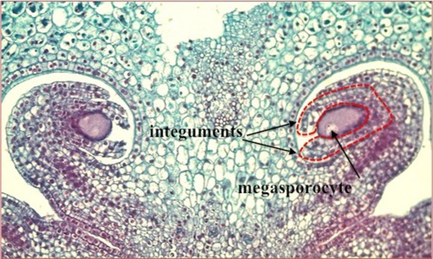 <p>covering over micropylar opening/megasporangium</p>