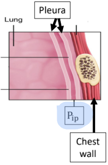 <p>the pressure within the thin<strong> intrapleural space;</strong> between pleura layers</p><ul><li><p>Pip (mmHg)</p></li></ul><p></p>
