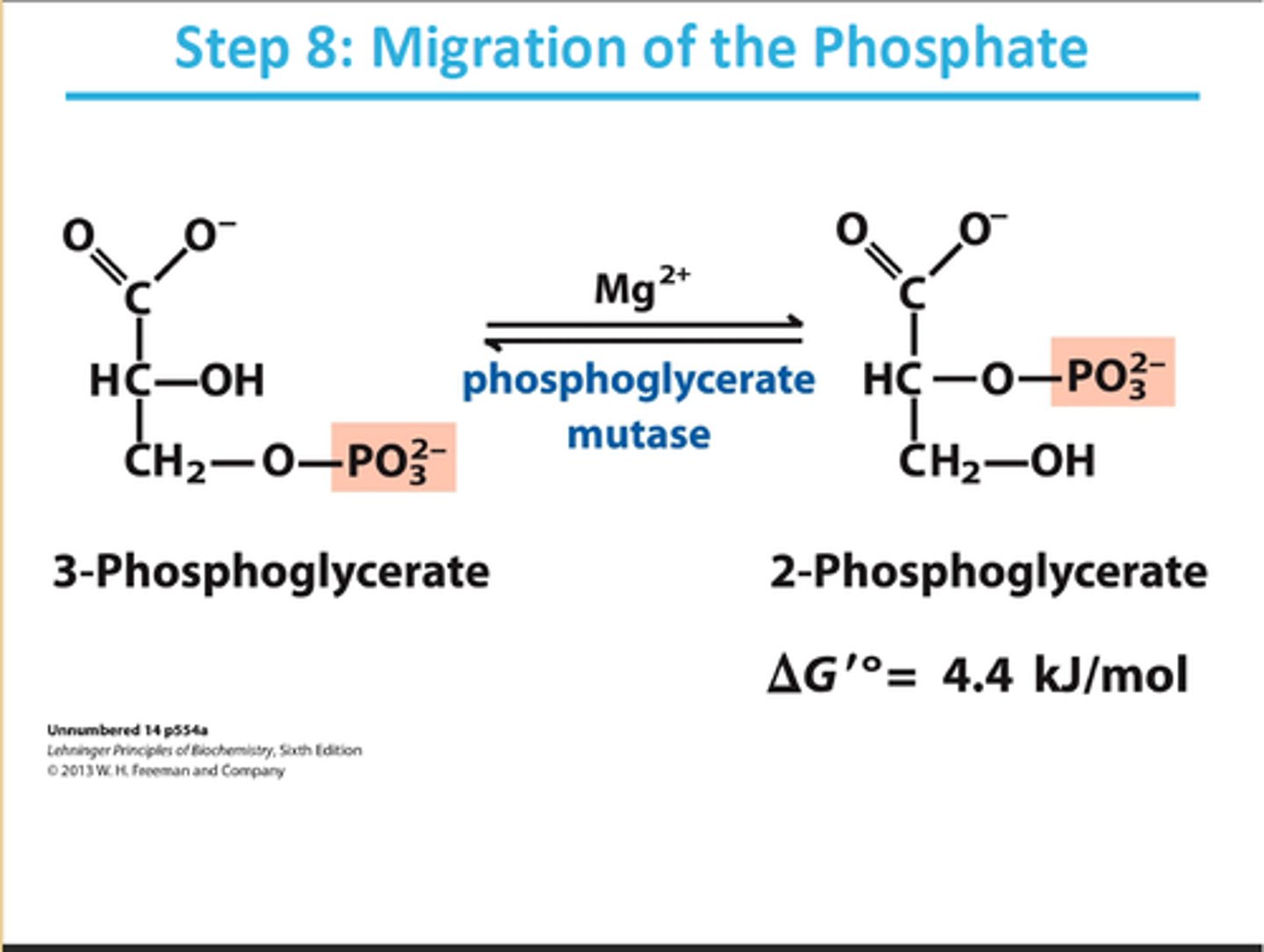 <p>reactant: 3-phosphoglycerate</p><p>enzyme: phosphoglycerate mutase</p><p>product: 2-phosphoglycerate</p><p>- requires Mg2+</p><p>- moves PO32- to 2nd carbon</p>