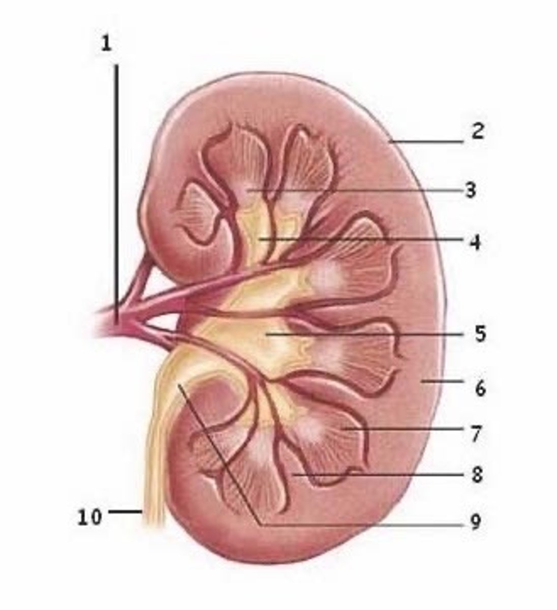 <p>What is the flow of urine from a renal papilla to the urinary bladder?</p>