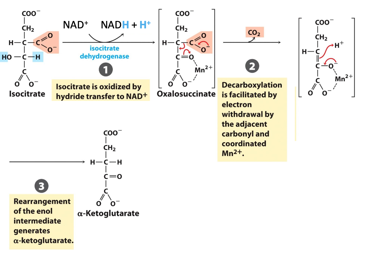 <p><span style="color: #7fb2ef"><strong>Isocitrate dehydrogenase </strong></span>catalyzes the oxidative decarboxylation of isocitrate → <span style="color: #b157f0"><strong>𝛼-ketoglutarate</strong></span></p><p>✦NAD⁺ reduced into NADH when <span style="color: #6cef86">unstable in</span><span style="color: #6df388">termediate oxalosuccinate</span> is formed → CO₂ readily lost</p><p>✦ <span style="color: #f64d4d">irreversi</span><span style="color: #f24e4e">ble, first CO₂ release &amp; NADH generated</span></p><img src="https://knowt-user-attachments.s3.amazonaws.com/cd6c6c6c-8f80-42a0-99a8-9a1c17c442d6.png" data-width="50%" data-align="center" alt="knowt flashcard image"><p></p>