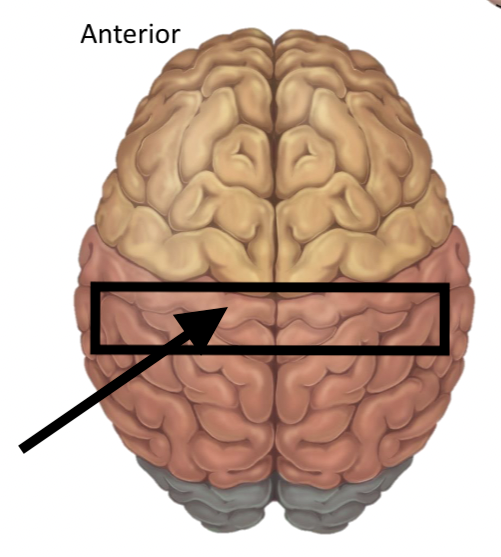 <p>Name the structure</p>