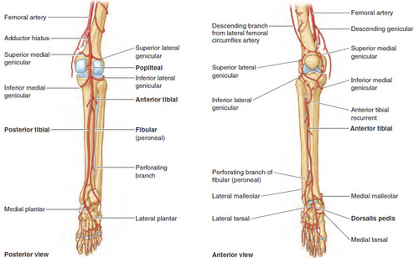 <p>Anterior tibial artery (supplies anterior compartment of leg)</p><p>Posterior tibial artery (supplies posterior compartment of the leg)</p><p>Genicular anastomoses (supply the patella, knee capsule and surrounding bone)</p>