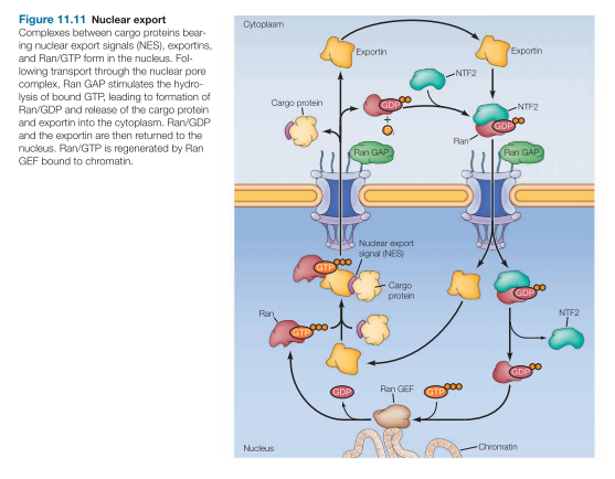 <ul><li><p>Exportins bind to NES (nuclear export signals) of cargo</p></li><li><p>In presence of Ran-GTP </p></li><li><p>Exportins release:</p><ul><li><p>NES-cargo </p></li><li><p>In presence of Ran-GDP </p></li></ul></li><li><p>Ran-GDP and exportins are then returned to nucleus</p></li></ul><p></p>