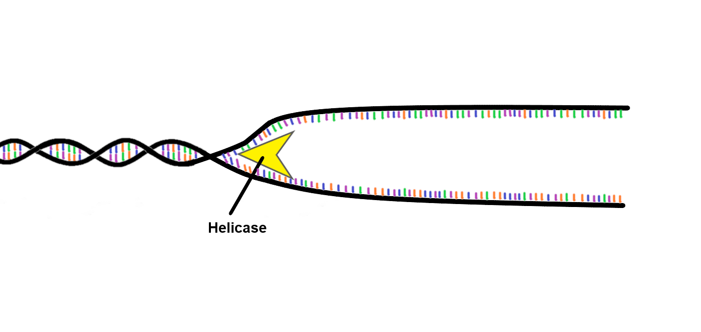 <ul><li><p>binds to an origin of replication - breaks H bonds between base pairs</p></li><li><p>separates the 2 strands of DNA (like unzipping a zipper)</p><p>→ <strong>creates replication fork</strong></p></li></ul>