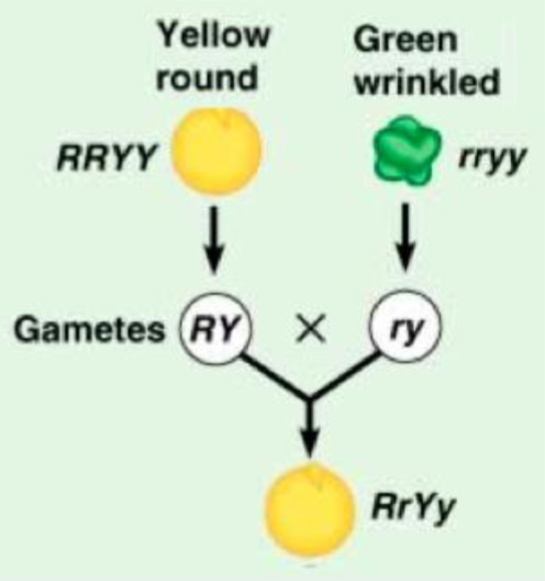 <p>Alleles for different traits are inherited independently of one another</p><p>Genes do not influence each other with regard to the sorting of the alleles into gametes </p>