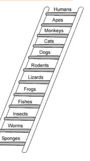 <p>Proposed scala nature ( believe species were fixed )</p>
