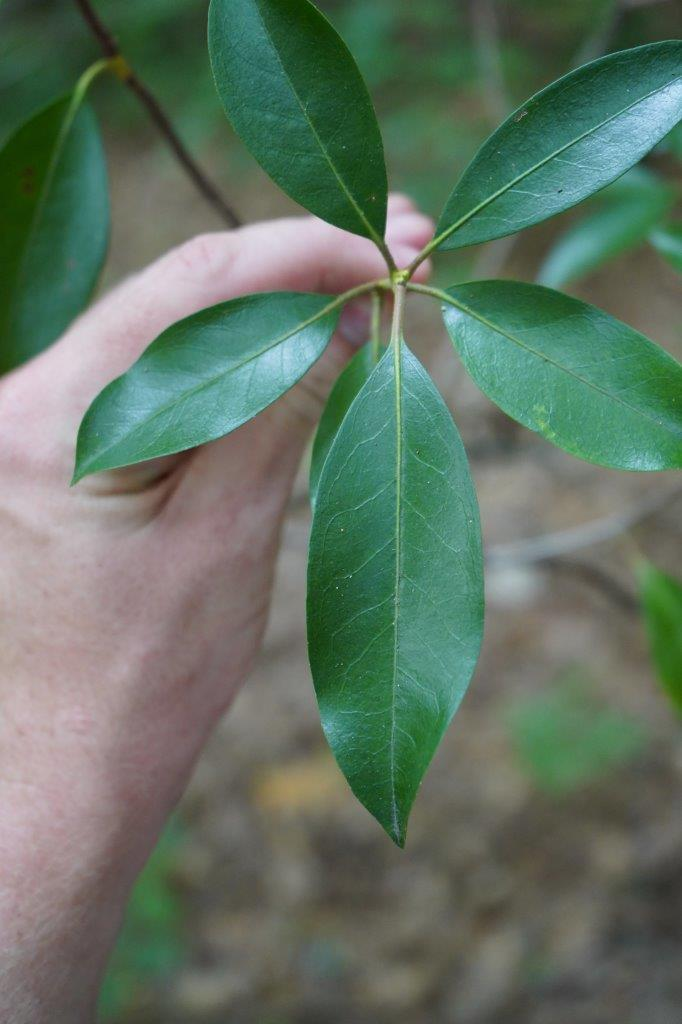 <p><em>Kalmia latifolia</em></p>