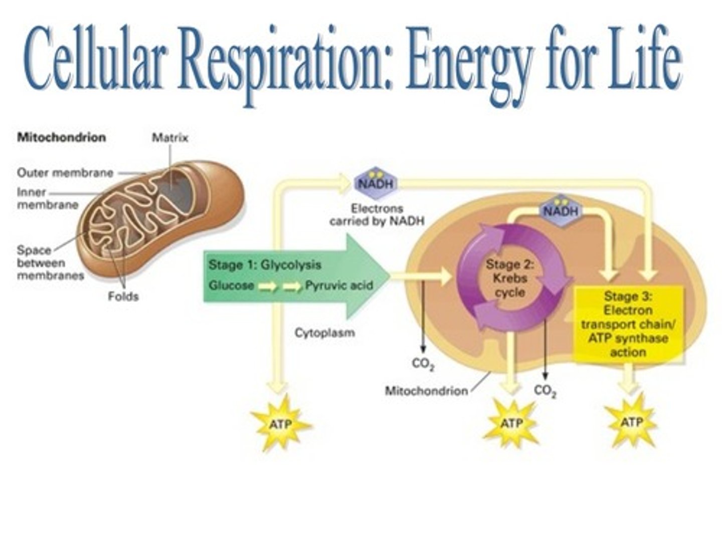 <p>glycolysis, preparatory reaction, Calvin cycle, electron transport chain</p>