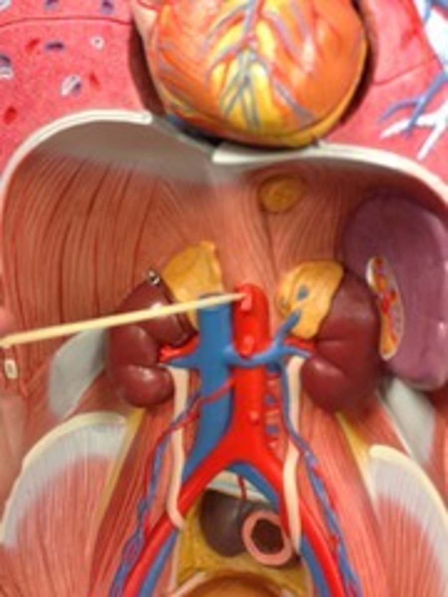 <p>Name the blood vessel.</p>