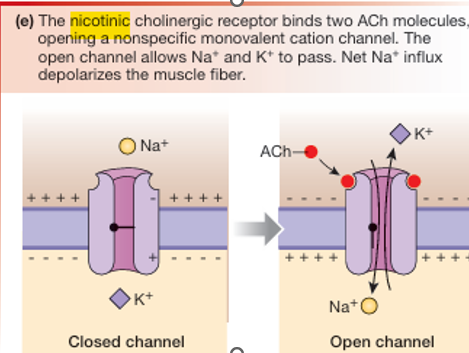 <p>Chemically gates ion channels with two binding sites for ACh</p><ul><li><p><strong>Parasympathetic</strong></p><ul><li><p> ionotropic, ions channels for Na+ and K+</p></li></ul></li></ul><p></p>