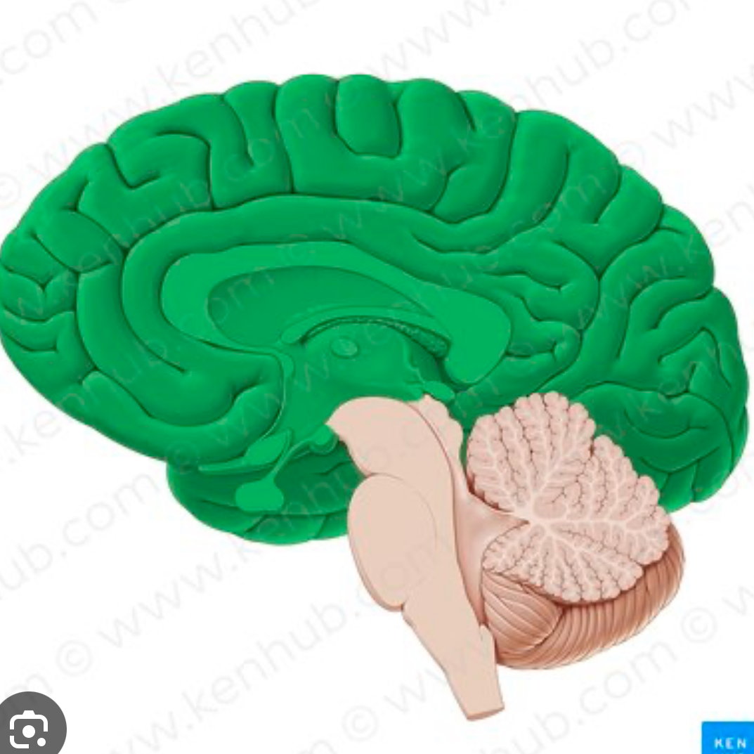<p>name of the brain parts that are NOT the brain stem + cerebellum. where brain processes information not just for survival. complex thoughts. </p>