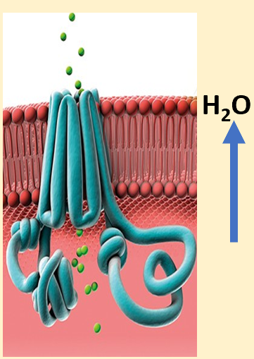 <p>-allow movement of water molecules; as osmotic gradient is created</p><p>-helps maintain water salt balance on many surfaces</p><p>-transports ions across epithelial cell surfaces; pumps Cl- ions out with water mol</p><p>-allows water to flow into luminal space</p>