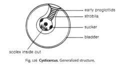 <p>What metacestode type is this?</p>