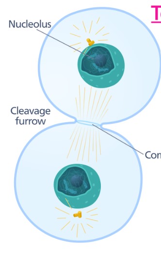 <p>Telophase &amp; Cytokinesis </p>