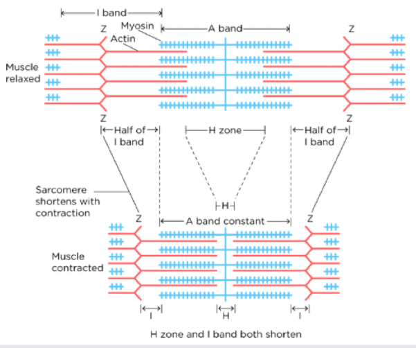 <p>It contains both thick and thin filaments and is the centre of the sarcomere that spans the H-zone</p>