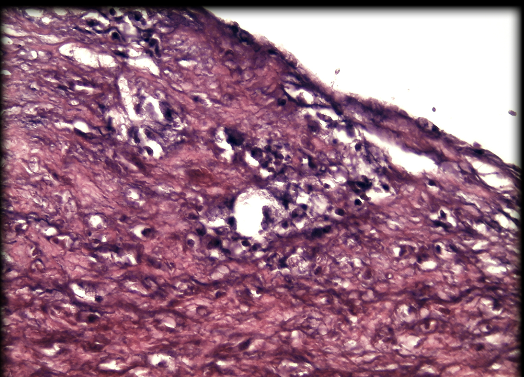 <p>Identify tissue by the image</p>