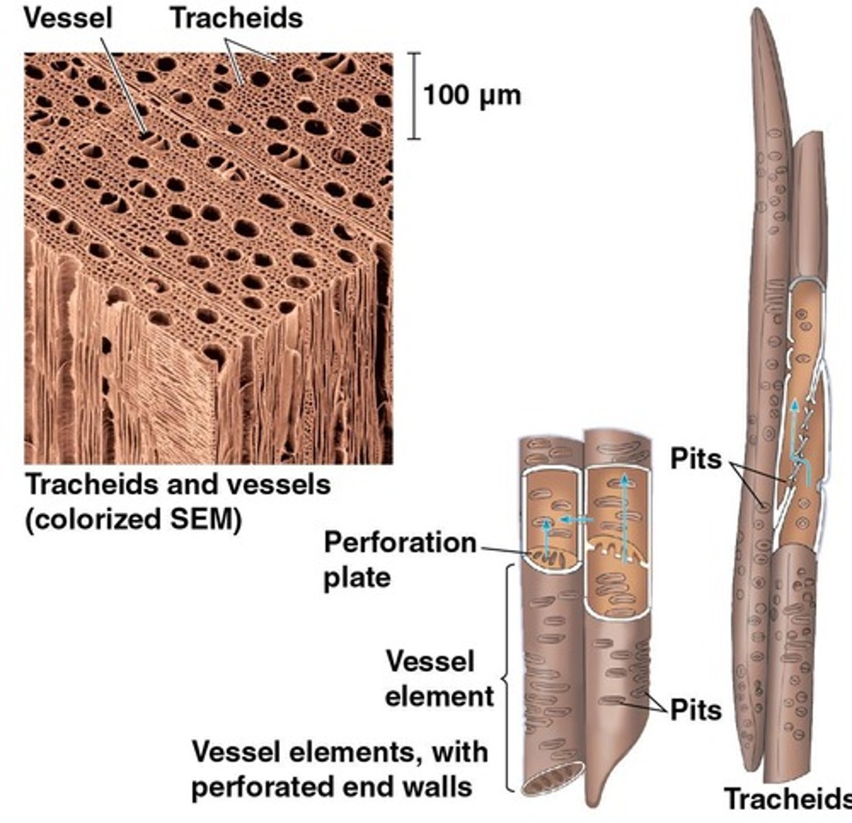 <p>To conduct water and dissolved minerals upward from roots to shoots.</p>