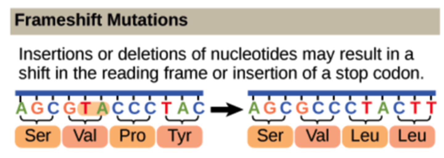 <p>insertion and deletion</p>