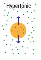 <p>-High solute concentracion outside of cell causes water to diffuse out of cell</p><p>Key word:¨Hyper¨- Over, above, excessive </p><p>-Water will leave the cell </p><p>-Cell will shrink</p>