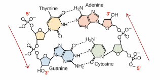 <p>Based on bonds, which nucleotides are more prone to mutation, AT or CG?</p>