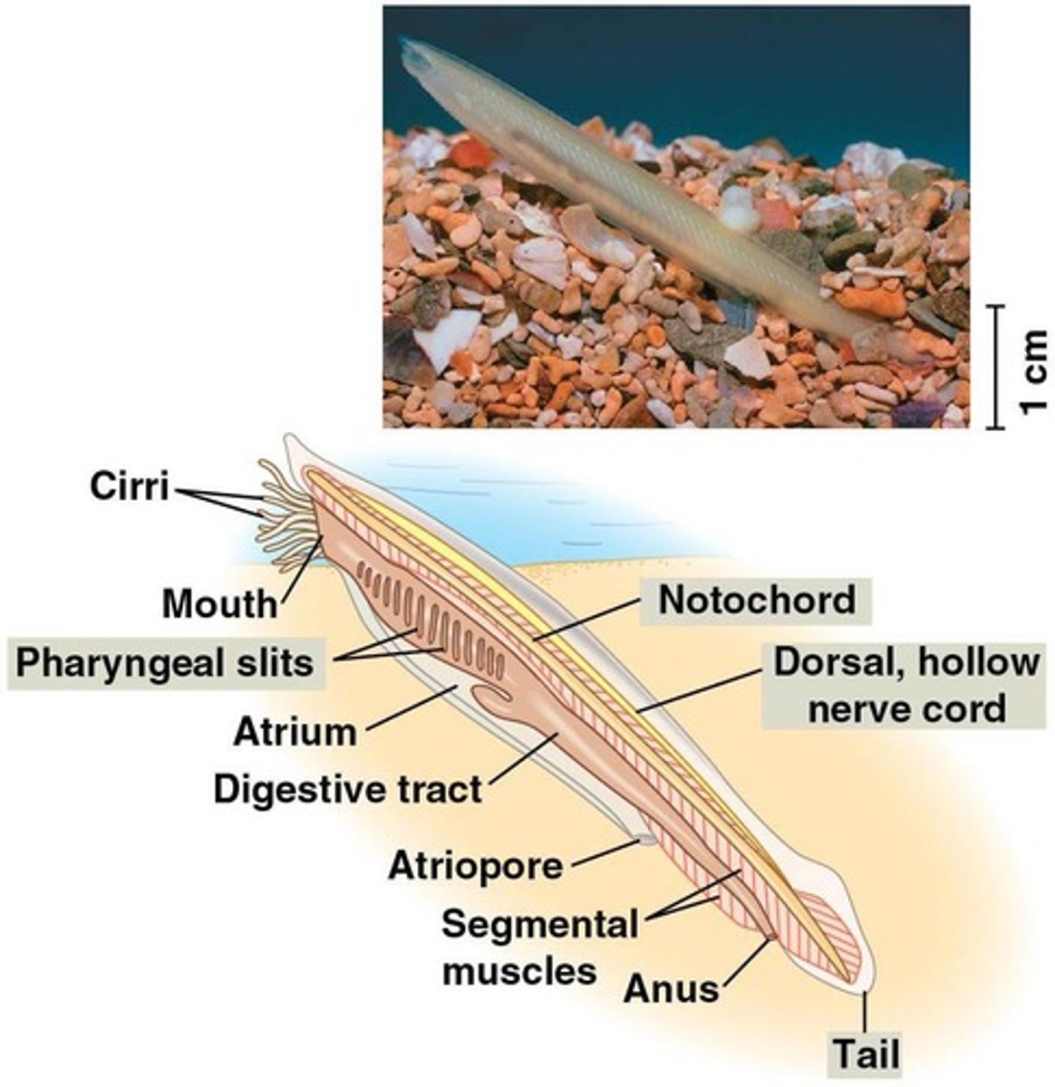 <p>Development of the notochord, dorsal nerve cord, pharyngeal gill slits, and a muscular post-anal tail.</p>