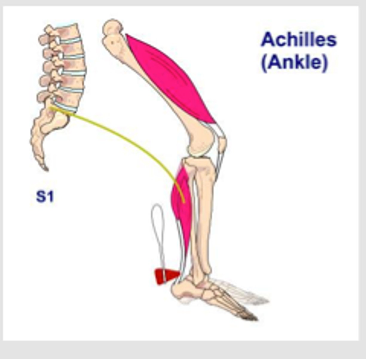 <p>plantar flexion of foot</p>