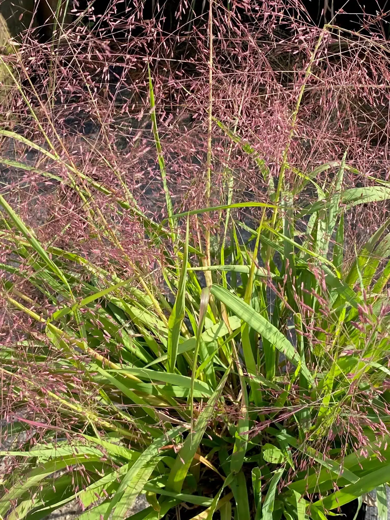 <p>Lovegrass</p>