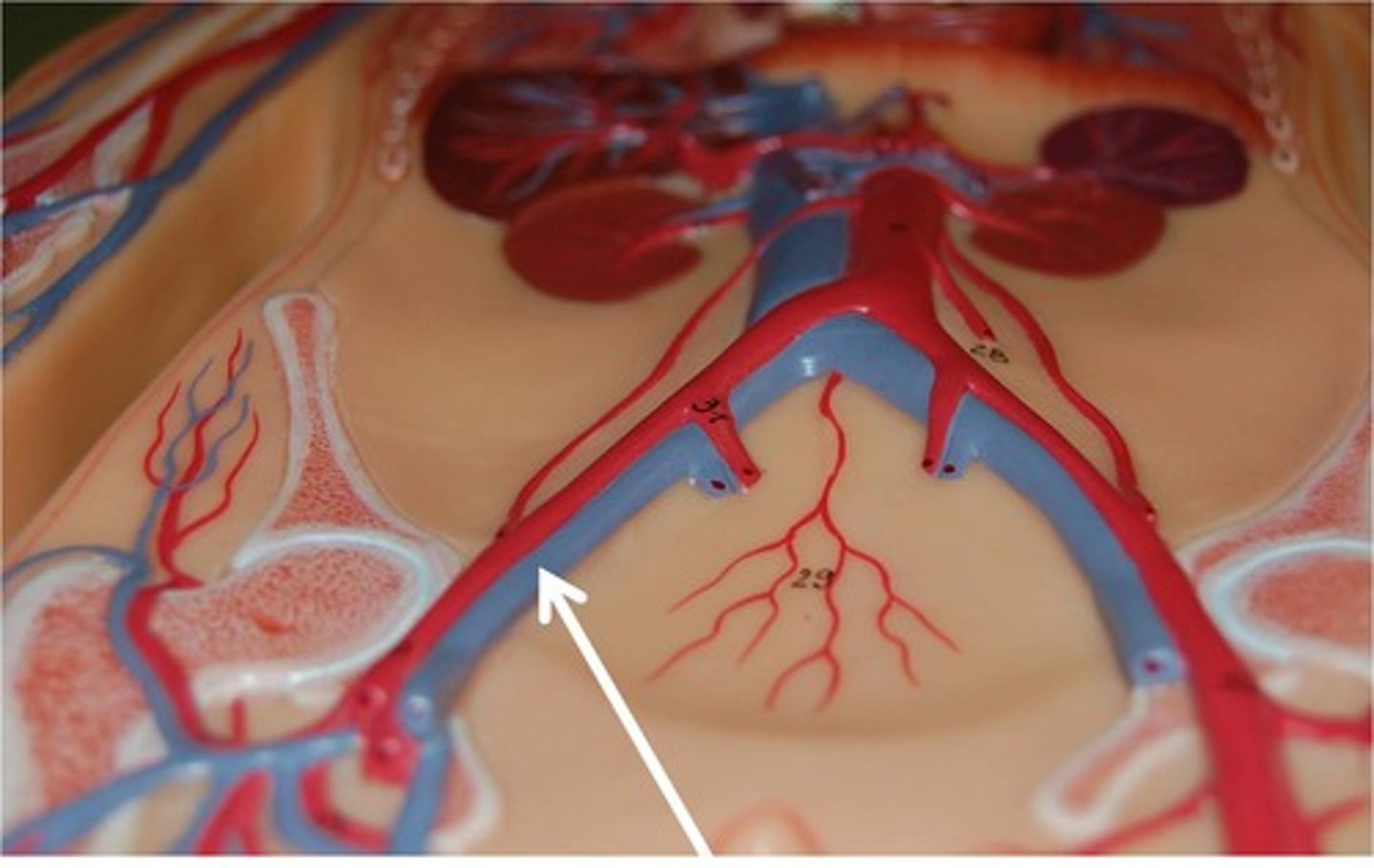 <p>receives blood from femoral vein</p>