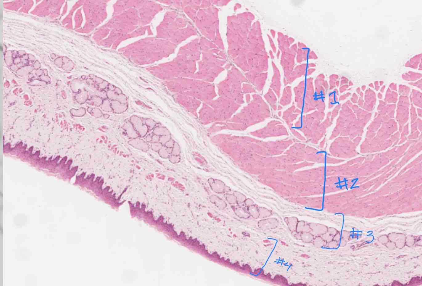 <p>Identify the sublayer indicated by #4</p>