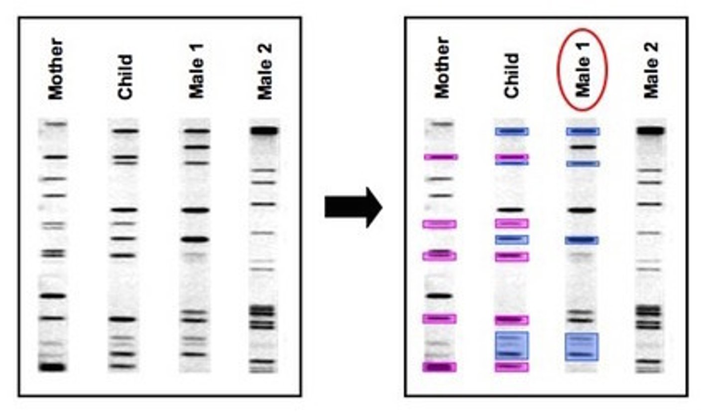 <p>child DNA will exactly match the DNA of either of the two parents</p><p>50% of the bands in a child would match each parent</p>