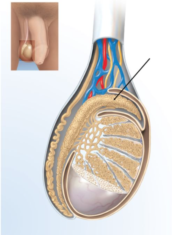 <p>Which structure is indicated in the figure of a testis?</p>