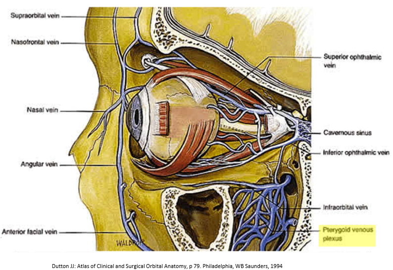 <p>Pterygoid Venous Plexus</p>