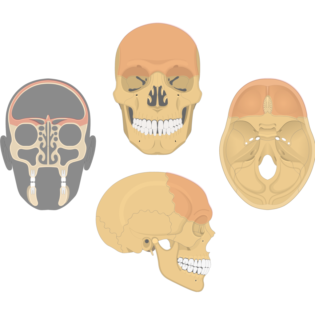 <p>[BONES TO KNOW; cranial] large thick bone that makes up the forehead</p>
